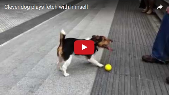 videos de cachorro brincando