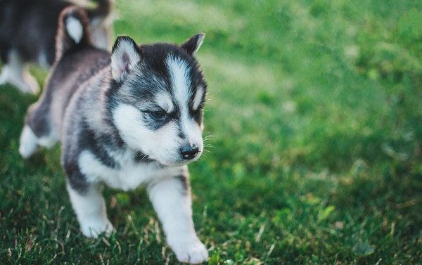 Nomes de cachorros com a letra M - bonitos e originais