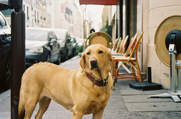 Nomes franceses para cachorros - Mais de 200 IDEIAS 🐶
