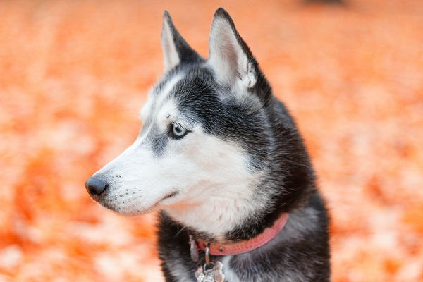 Nomes para cachorro Husky Siberiano